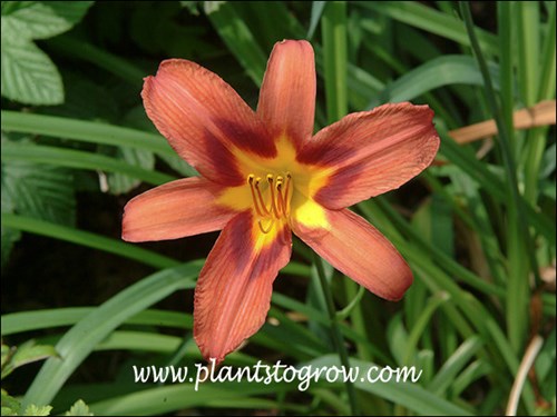 A heirloom Daylily from 1934.